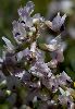 <em>Astragalus australis</em>